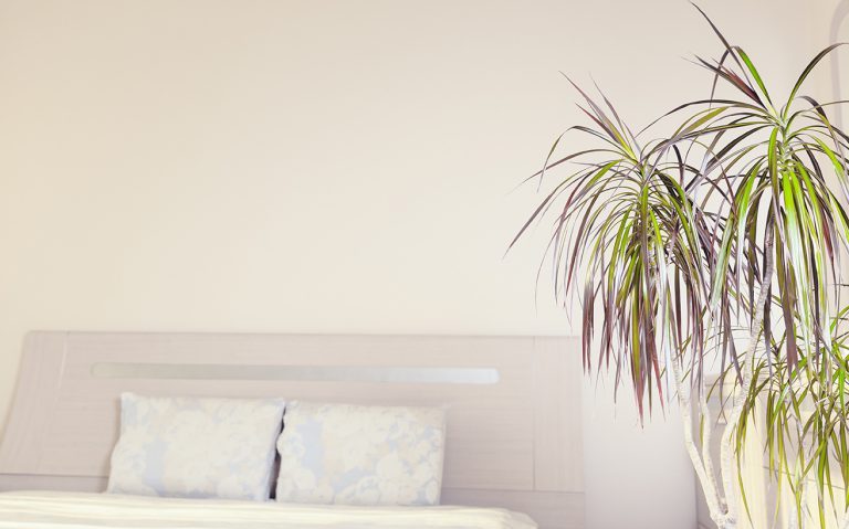 Plants_AdobeStock_212762396-768×512